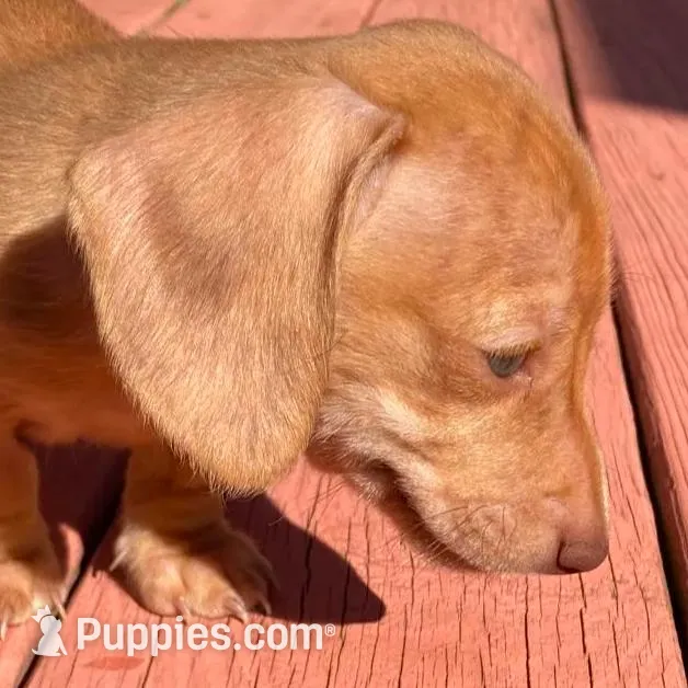 Chicharron, a male Miniature Dachshund for sale in Tallahassee, FL – Photo 9 of 10