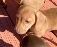 Chicharron, a male Miniature Dachshund for sale in Tallahassee, FL – Photo 1 of 10