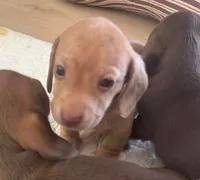 Chicharron, a male Miniature Dachshund for sale in Tallahassee, FL – Photo 3 of 10