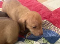 Chicharron, a male Miniature Dachshund for sale in Tallahassee, FL – Photo 8 of 10