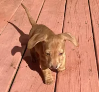 Chicharron, a male Miniature Dachshund for sale in Tallahassee, FL – Photo 2 of 10