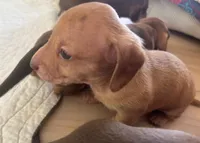 Chicharron, a male Miniature Dachshund for sale in Tallahassee, FL – Photo 7 of 10
