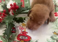 Chicharron, a male Miniature Dachshund for sale in Tallahassee, FL – Photo 10 of 10