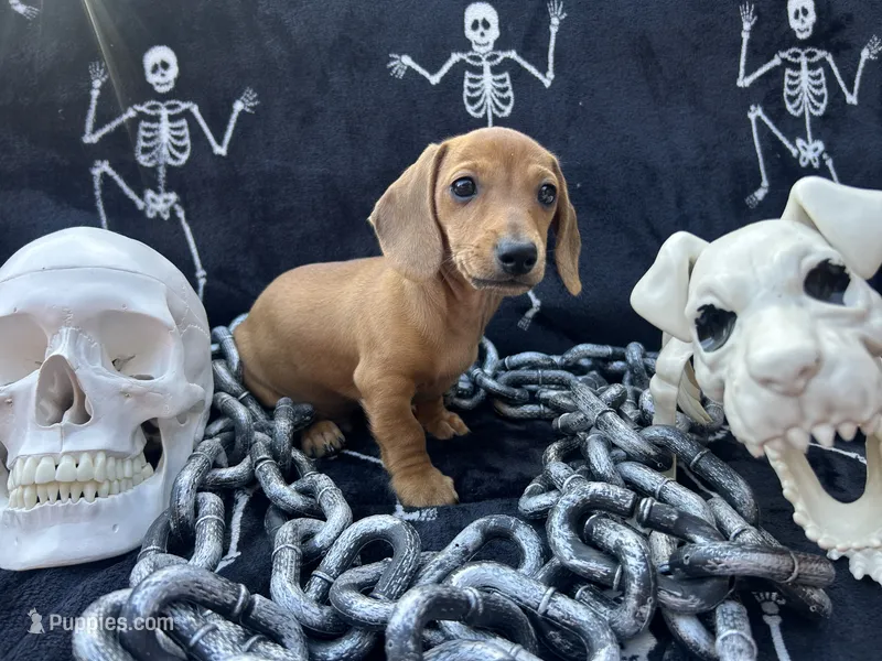 AKC - Dustin – Dachshund puppy for sale in Tallahassee, FL