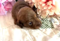 AKC - Nancy, a female Miniature Dachshund for sale in Tallahassee, FL – 3 of 7