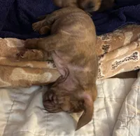 AKC - Mike, a male Miniature Dachshund for sale in Tallahassee, FL – 9 of 9
