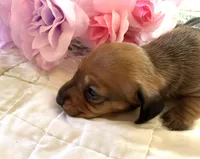 AKC - El, a female Dachshund for sale in Tallahassee, FL – 3 of 7