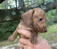 AKC - Mike, a male Dachshund for sale in Tallahassee, FL – 3 of 9