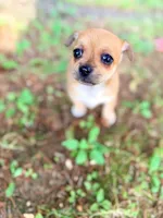 DAISY GIRL, a female Chihuahua for sale in Waterford, NY – 3 of 10