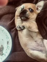 DAISY GIRL, a female Chihuahua for sale in Waterford, NY – 9 of 10
