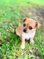 DAISY GIRL, a female Chihuahua for sale in Waterford, NY – 2 of 10