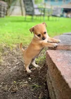 DAISY GIRL, a female Chihuahua for sale in Waterford, NY – 1 of 10