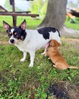 DAISY GIRL, a female Chihuahua for sale in Waterford, NY – 4 of 10