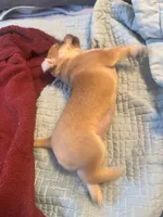 DAISY GIRL, a female Chihuahua for sale in Waterford, NY – 8 of 10
