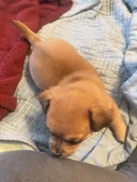 DAISY GIRL, a female Chihuahua for sale in Waterford, NY – 7 of 10