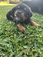 Light blue female, a female Rottweiler for sale in Frostburg, MD – 2 of 10