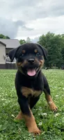 Pinky Pie, a female Rottweiler for sale in Frostburg, MD – 2 of 10