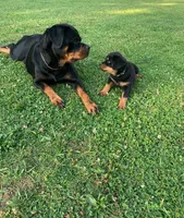 Light blue female, a female Rottweiler for sale in Frostburg, MD – 5 of 10