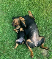 Light blue female, a female Rottweiler for sale in Frostburg, MD – 3 of 10