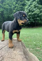 Pinky Pie, a female Rottweiler for sale in Frostburg, MD – 5 of 10