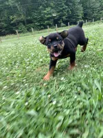 Pinky Pie, a female Rottweiler for sale in Frostburg, MD – 6 of 10