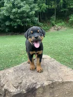 Pinky Pie, a female Rottweiler for sale in Frostburg, MD – 8 of 10