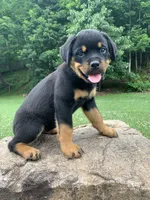 Hot pink female, a female Rottweiler for sale in Frostburg, MD – 2 of 5