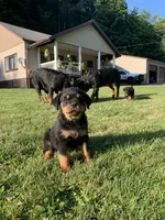 Light blue female, a female Rottweiler for sale in Frostburg, MD – 8 of 10