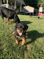 Light blue female, a female Rottweiler for sale in Frostburg, MD – 9 of 10