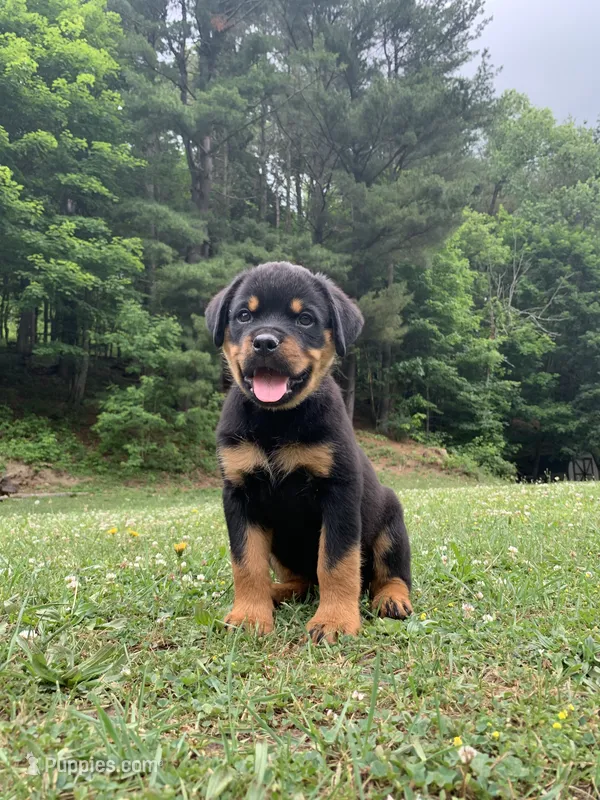 Hot pink female – Rottweiler puppy for sale in Frostburg, MD