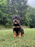 Hot pink female, a female Rottweiler for sale in Frostburg, MD – 1 of 5