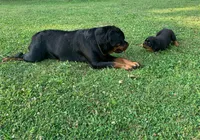 Light blue female, a female Rottweiler for sale in Frostburg, MD – 7 of 10