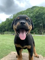 Pinky Pie, a female Rottweiler for sale in Frostburg, MD – 9 of 10