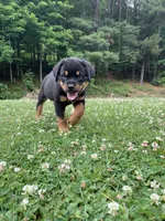 Hot pink female, a female Rottweiler for sale in Frostburg, MD – 4 of 5