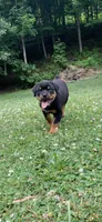 Pinky Pie, a female Rottweiler for sale in Frostburg, MD – 7 of 10