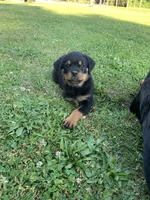 Light blue female, a female Rottweiler for sale in Frostburg, MD – 10 of 10