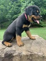 Hot pink female, a female Rottweiler for sale in Frostburg, MD – 3 of 5