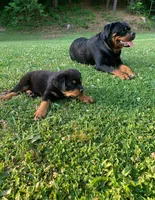 Light blue female, a female Rottweiler for sale in Frostburg, MD – 4 of 10