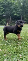 Pinky Pie, a female Rottweiler for sale in Frostburg, MD – 3 of 10
