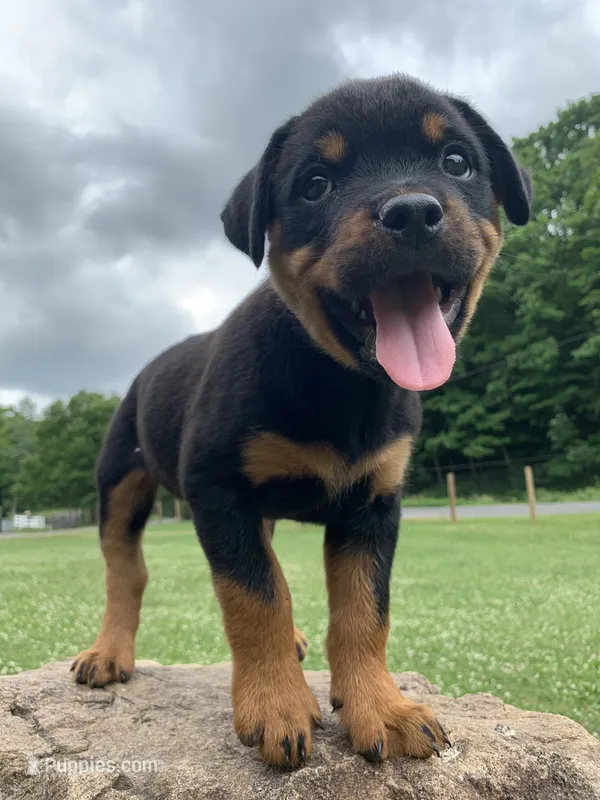 Pinky Pie – Rottweiler puppy for sale in Frostburg, MD