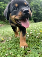 Hot pink female, a female Rottweiler for sale in Frostburg, MD – 5 of 5