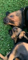 Light blue female, a female Rottweiler for sale in Frostburg, MD – 6 of 10