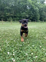 Pinky Pie, a female Rottweiler for sale in Frostburg, MD – 4 of 10