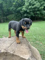 Pinky Pie, a female Rottweiler for sale in Frostburg, MD – 10 of 10