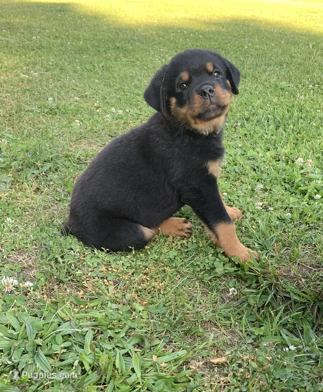 Light blue female – Rottweiler puppy for sale in Frostburg, MD