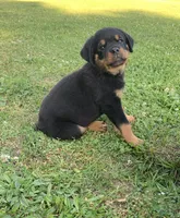 Light blue female, a female Rottweiler for sale in Frostburg, MD – 1 of 10