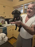Fury, a female Great Dane for sale in Etters, PA – 5 of 6