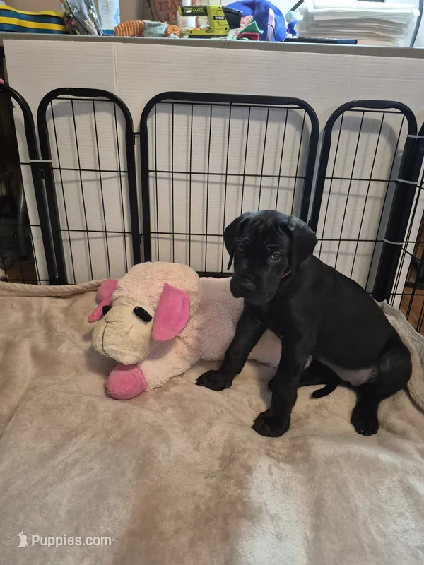 Xenia – Great Dane puppy for sale in Etters, PA