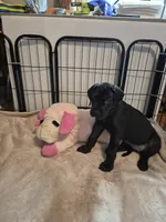 Xenia, a female Great Dane for sale in Etters, PA – 1 of 3