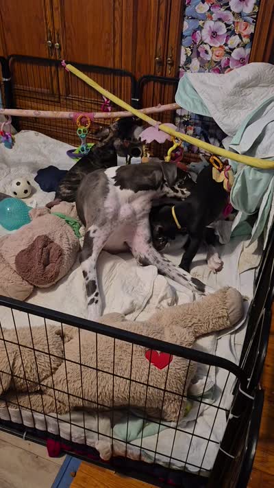 Fury, a female Great Dane for sale in Etters, PA – 8 of 10